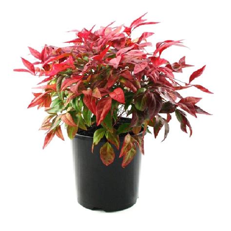 Nandina Moon Bay - Overland Nurseries