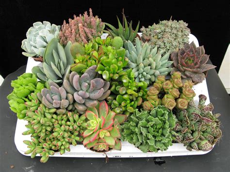 Cómo cuidar las plantas suculentas. Plantas Ornamentales, Jardinería ...