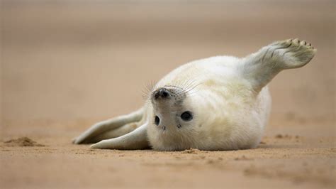 Download Animal Seal 4k Ultra HD Wallpaper by Vince Burton