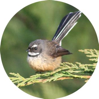 Pin on Birds: New Zealand