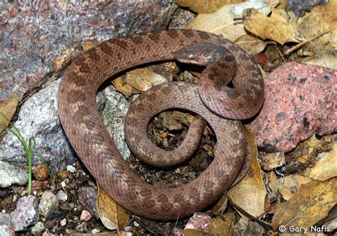 Hypsiglena chlorophaea deserticola - Northern Desert Nightsnake