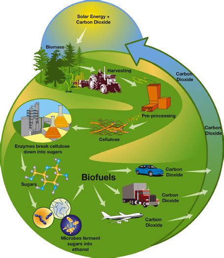 Cycle of biofuel production from different sources. | Download Scientific Diagram