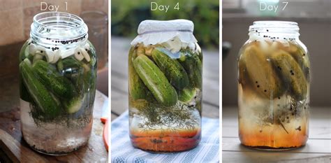 Fermentation Process for Pickles | Primal Palate | Paleo Recipes