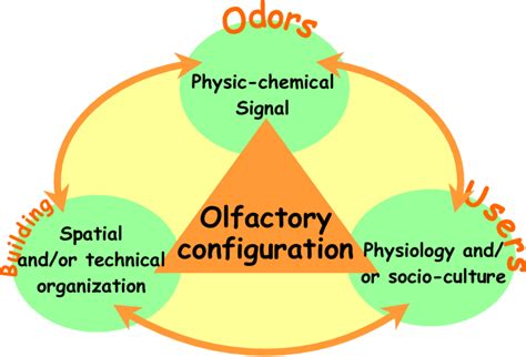 Download Principe Of An Olfactory Configuration - Olfaction - Full Size PNG Image - PNGkit