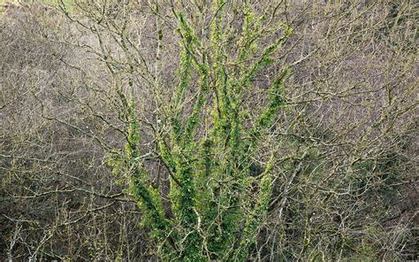 The Holly & the Ivy - Dig Delve – An online magazine about gardens ...