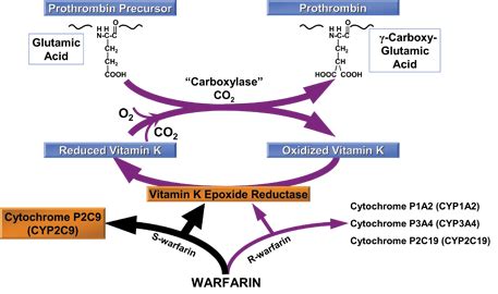 Warfarin — Medlibes: Online Medical Library