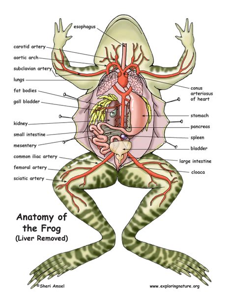 Frog Liver Diagram Clipart Of A Medical Diagram Of A Human Liver | The ...