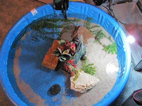 Indoor Turtle Pool Setup | PetHelpful