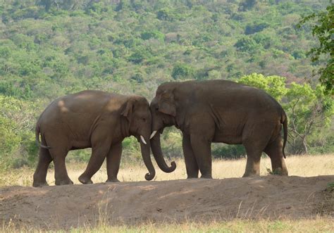 File:Two-Elephants.JPG - Wikimedia Commons