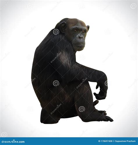 Chimpanzee,animal with Brains Nearby Mankind Stock Photo - Image of jungle, cute: 178697408