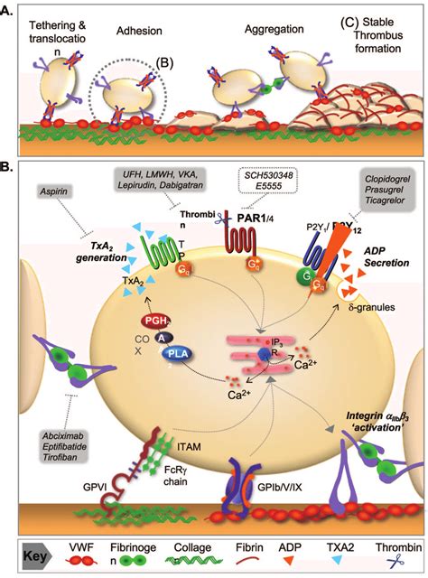 Platelet Aggregation Pathway