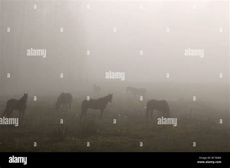 Wild Alberta Horses Stock Photo - Alamy