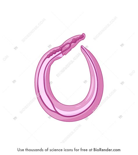 Schistosoma Haematobium