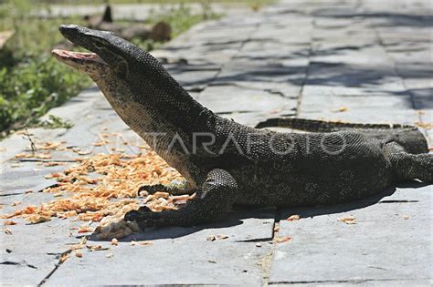 HABITAT BIAWAK | ANTARA Foto