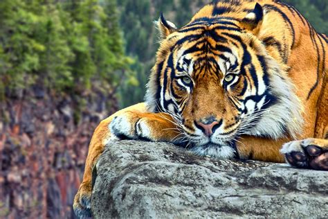 Free Live Tiger Wallpaper - WallpaperSafari