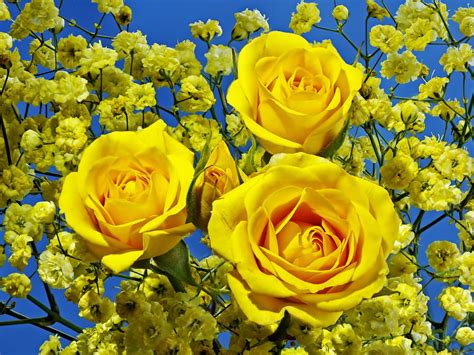 Three beautiful yellow roses wallpapers and images - wallpapers, pictures, photos