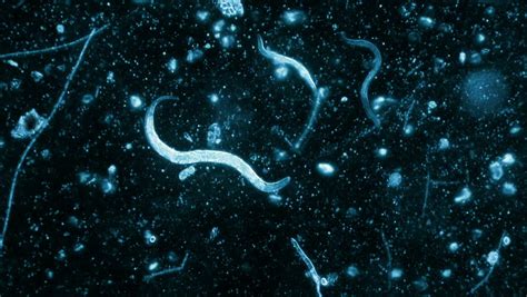 Nematode Worms Seen On Microscope At 40x With Blue Filter Stock Footage ...