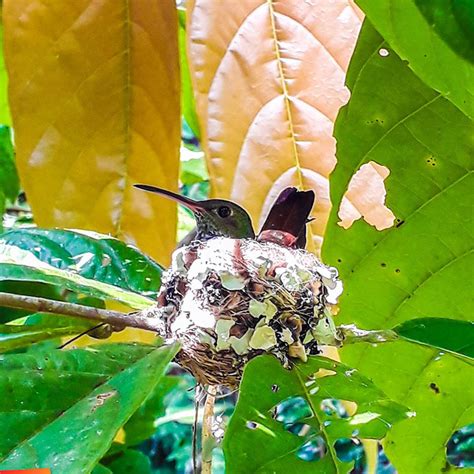 Rufous-tailed Hummingbird sitting on its nest, Maya Legend of Hummingbirds