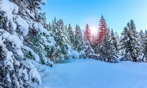 HD wallpaper: Winter, Pine trees, Sunny day, Snow | Wallpaper Flare