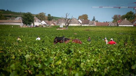 Changes in Burgundy's Wine Harvest Reflect a Bigger Picture - Trufflepig