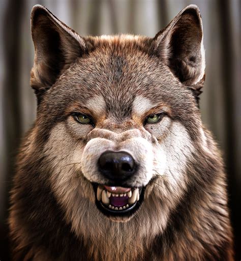 Wolf Snarling Front View