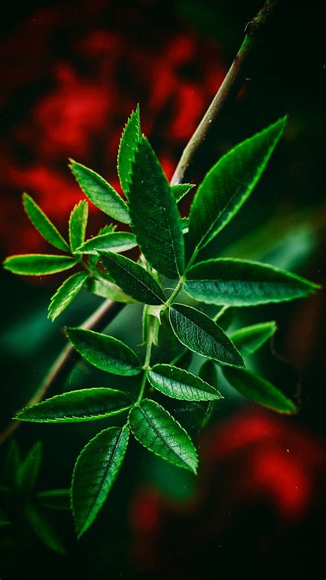 1080P free download | Closeup, beauty, dark, green, leaves, lovely, nature, plants, red, HD ...