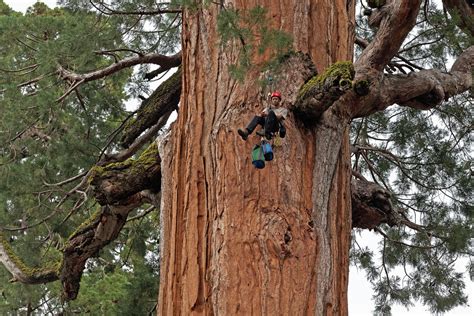 23 Pics of Sequoia National Park – Infinite World Wonders
