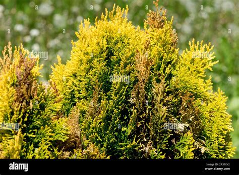 Oriental Arborvitae, Thuja orientalis "Westmont Stock Photo - Alamy