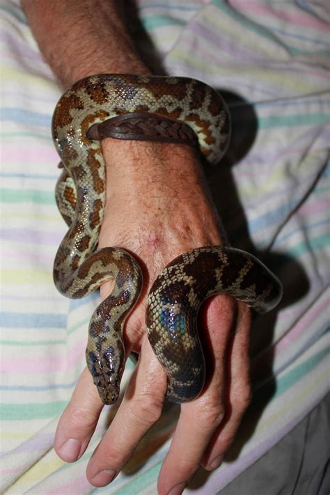 Children's Python (24th May 2012) | Snake, Old photos, Childrens