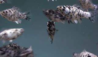 Fish Zone: dalmation molly fish breeding