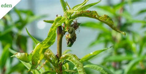 Treating the Peach Tree Diseases | Eden Lawn Care and Snow Removal