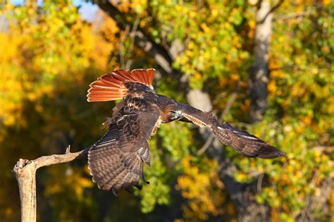 Red-Tailed Hawk | California Living Museum