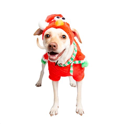 Sesame Street Dog Costume are Finally here. Free Shipping. – Pet Krewe