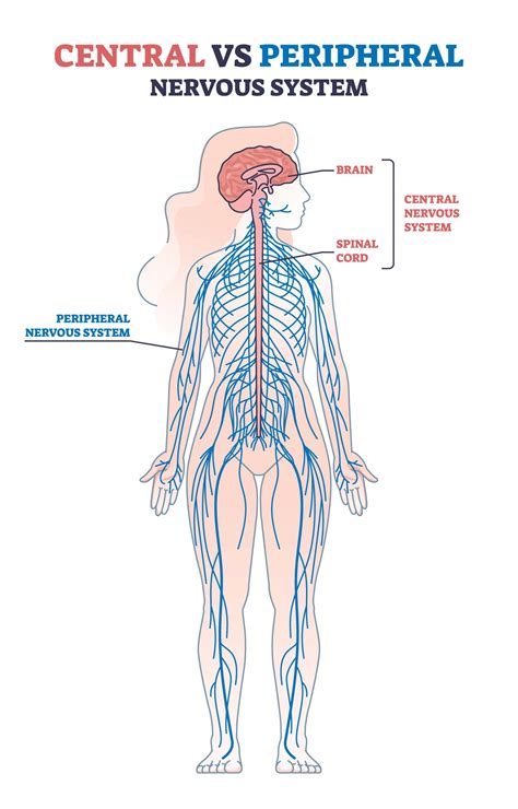 Peripheral Nerve Tumors | Advocate Health Care