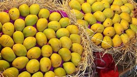 Kutch racing ahead in Kesar mango cultivation - The Hindu BusinessLine