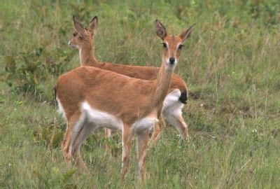 This one of the endangered animals in South America | Animals, Endangered species, Deer