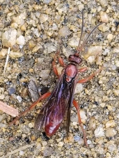 Ichneumon Wasp (family Ichneumonidae) – Missoula Butterfly House and ...