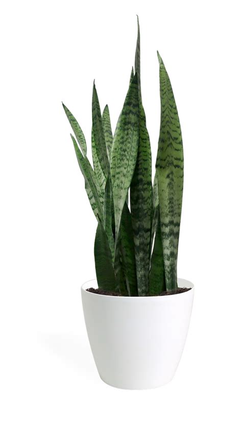 Sansevieria Zeylanica Large | Sansevieria plant, Plants, Cool plants