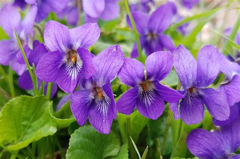 Indoor Violet Plant Online Buy, Save 58% | jlcatj.gob.mx