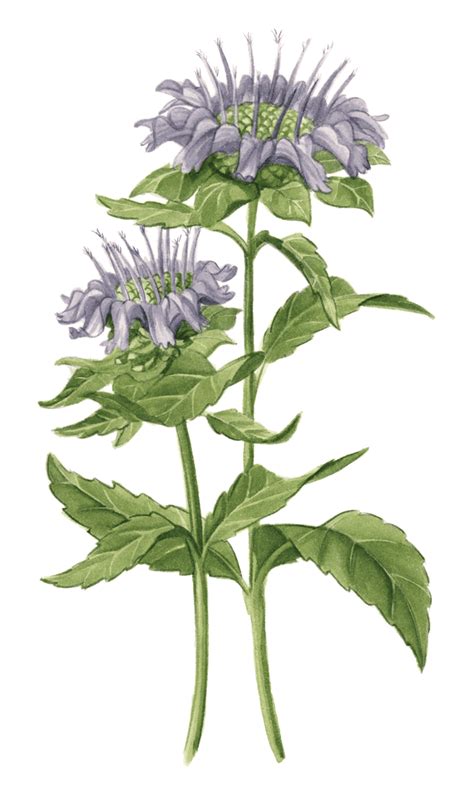 Wild Bergamot - Maine Native Plants