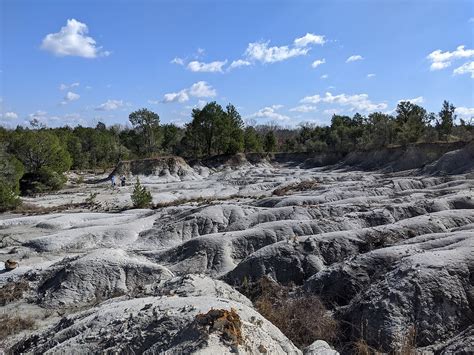 Cretaceous Fossils from the White Gullies of Alabama