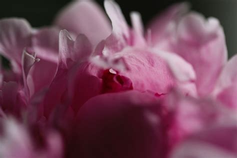 Close up of Pink Flower Petals · Free Stock Photo