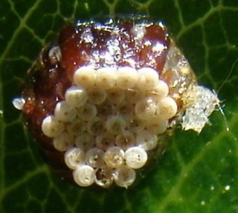 Leafhopper Assassin Bug Egg case - Zelus renardii - BugGuide.Net