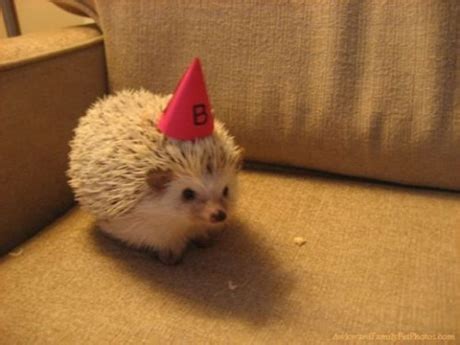 19 Animals Wearing Party Hats | Daily Fun Lists | Page 2