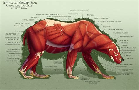 AnatoRef — Bear Anatomy Top Image and Bottom (Right) Row 2... | Anatomy, Bear, Cat anatomy