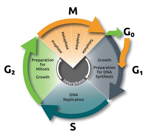 Nanolive imaging captures discrete phases of mitosis in spectacular detail