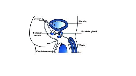 What is the function of the Prostate gland?