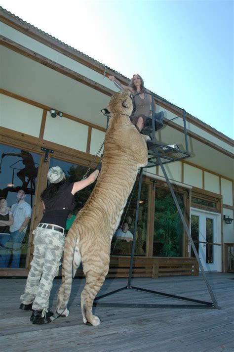 Rainbow Boys: Hurcules the Liger, the largest cat in the world