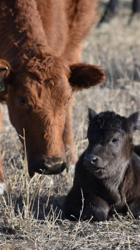 Red Angus and calf (black angus) | Calves, Breeds, Cattle