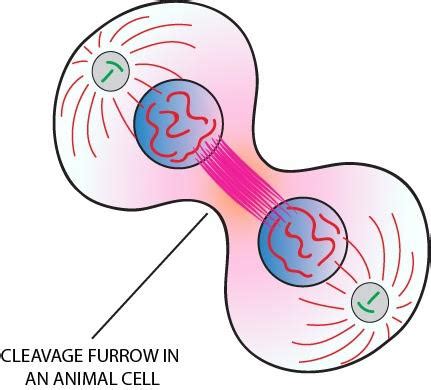 Cell furrow is formed in(a) Animal cell(b) Plant cell(c) Bacteria(d) Virus